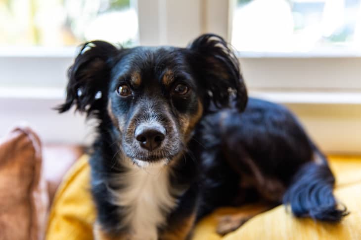 Embark dog clearance